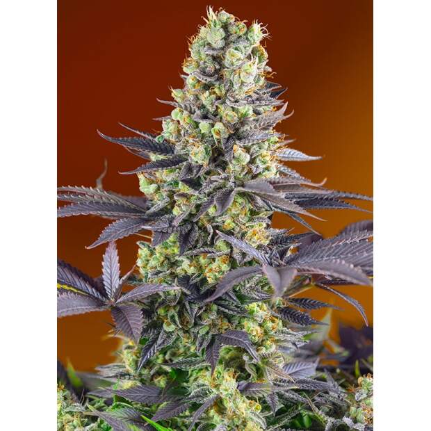 Sweet Seeds Sweet Zenzation XL Auto