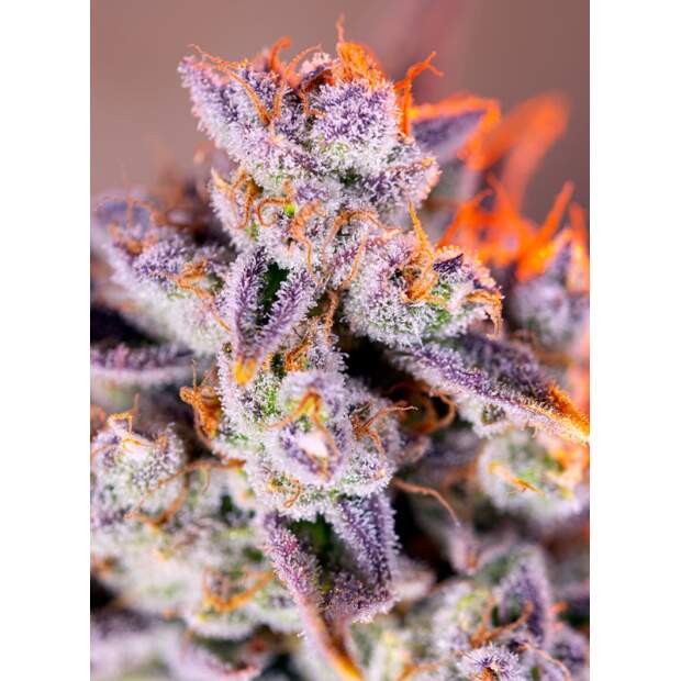 Sweet Seeds Tropicanna Poison XL Auto