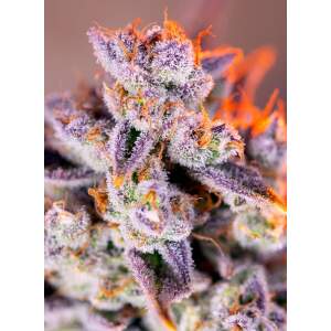 Sweet Seeds Tropicanna Poison XL Auto