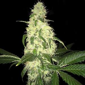 T.H. Seeds Afghaniberry