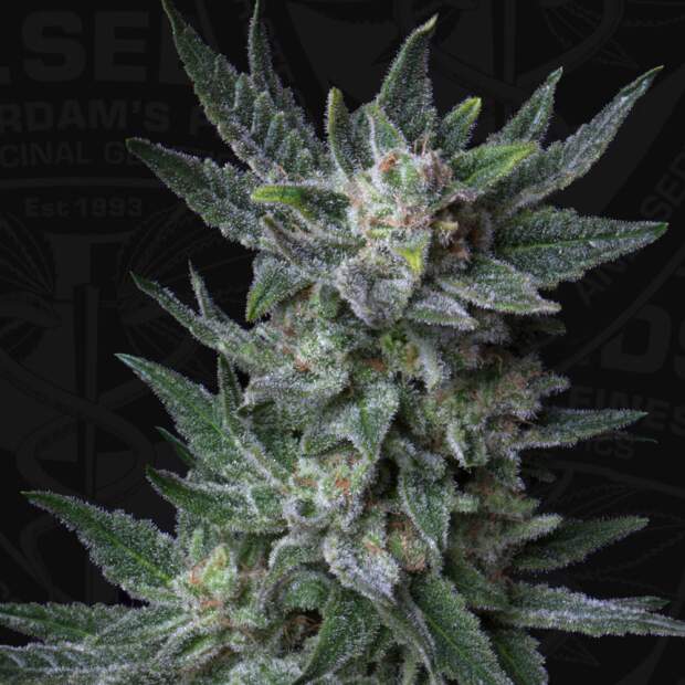 T.H. Seeds Auto Bubblegum