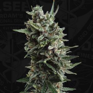 T.H. Seeds Auto Critical HOG