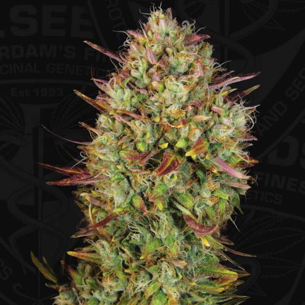 T.H. Seeds Auto Mk Ultra