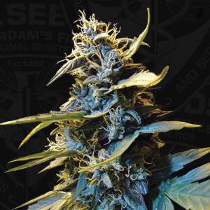 T.H. Seeds Auto Northern HOG