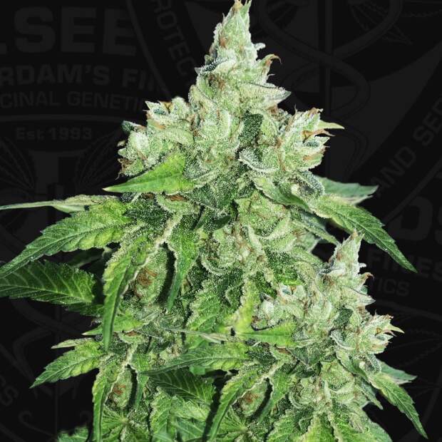 T.H. Seeds Citron Givre