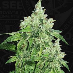 T.H. Seeds Citron Givre