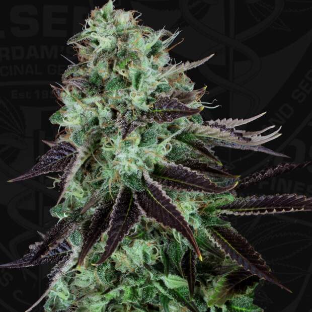 T.H. Seeds Darkstar