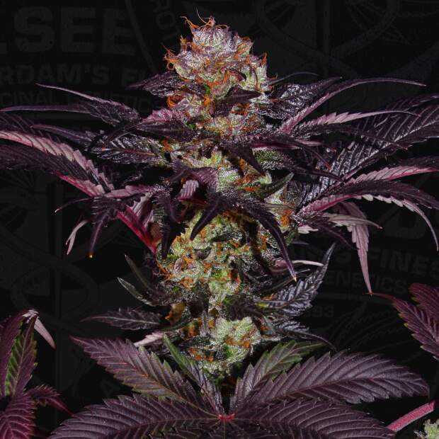 T.H. Seeds French Macaron - Gelato 33 X French Cookies