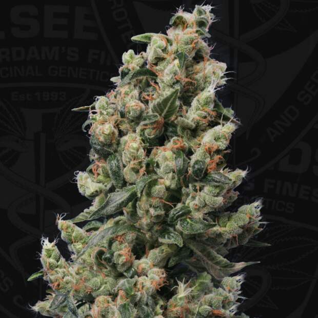 T.H. Seeds Kushage