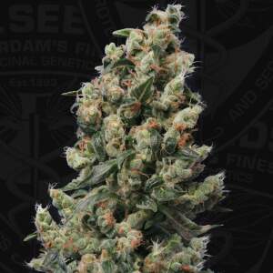 T.H. Seeds Kushage