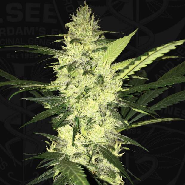 T.H. Seeds La S.A.G.E.