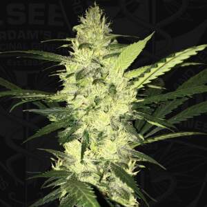 T.H. Seeds La S.A.G.E.