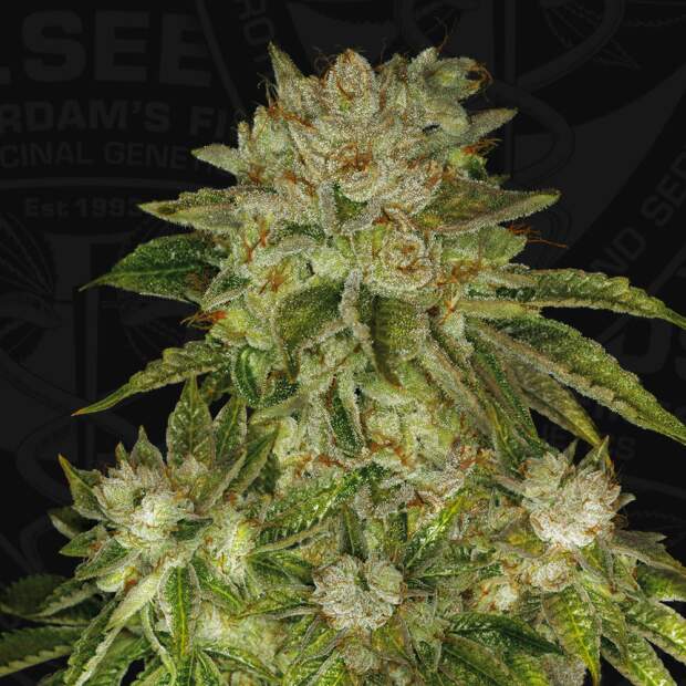 T.H. Seeds Mk Ultra