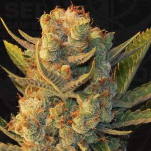 T.H. Seeds Mk-Ultra Cake