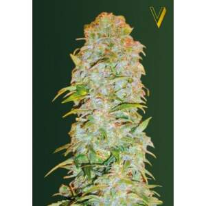Victory Seeds AK-77V