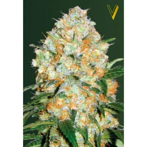 Victory Seeds Auto Bubblegum+ Pro