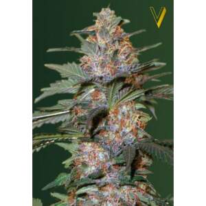 Victory Seeds Auto Caramelino