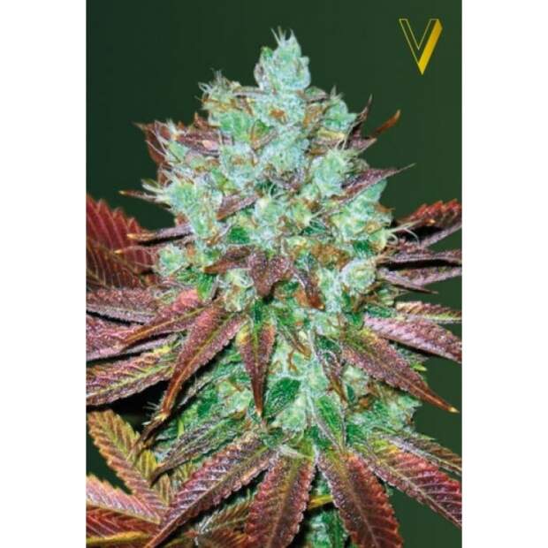 Victory Seeds Auto Nhl Diesel