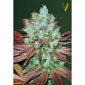 Victory Seeds Auto Nhl Diesel