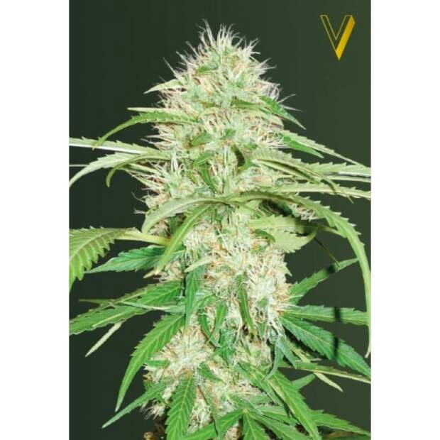 Victory Seeds Auto Super Mazar