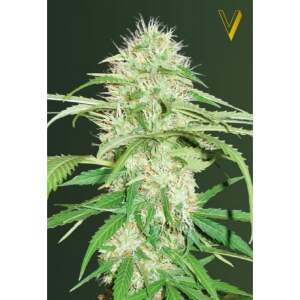 Victory Seeds Auto Super Mazar