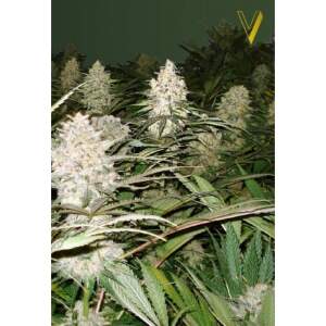 Victory Seeds Bubblegum+ Pro