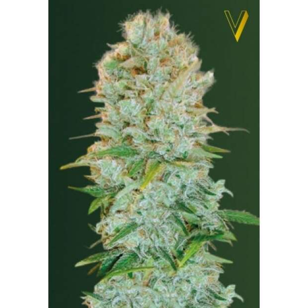 Victory Seeds Critical
