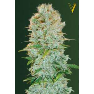Victory Seeds Critical