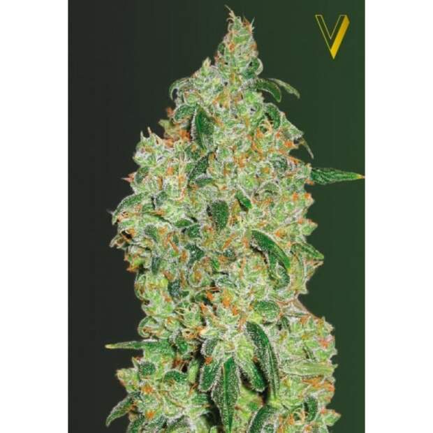 Victory Seeds Green Wild Shark