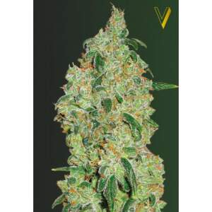 Victory Seeds Green Wild Shark
