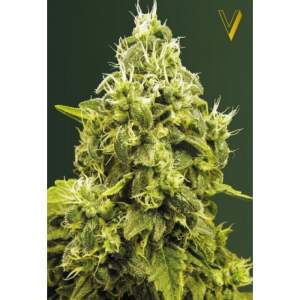Victory Seeds Jack Hammer