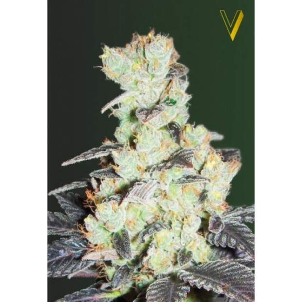 Victory Seeds Nhl Diesel