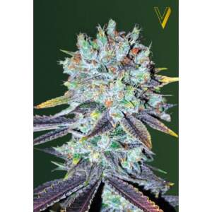 Victory Seeds Original Berry
