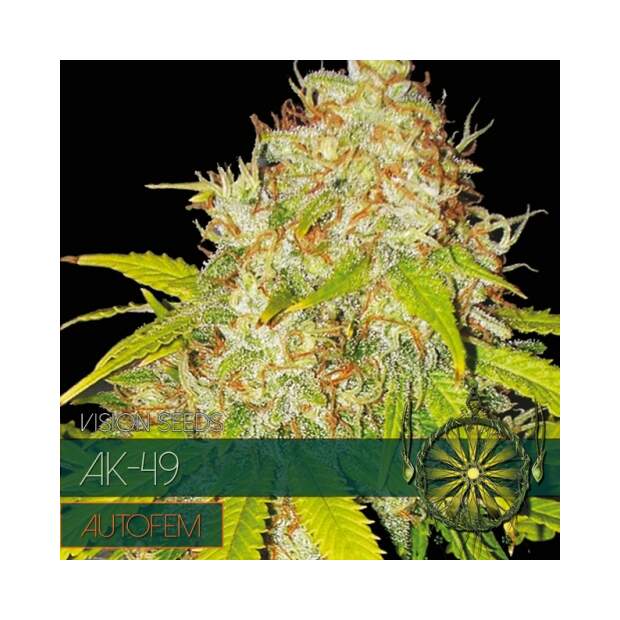 Vision Seeds AK-49 Auto