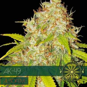 Vision Seeds AK-49 Auto