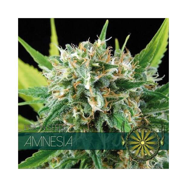 Vision Seeds Amnesia