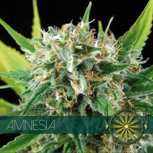 Vision Seeds Amnesia
