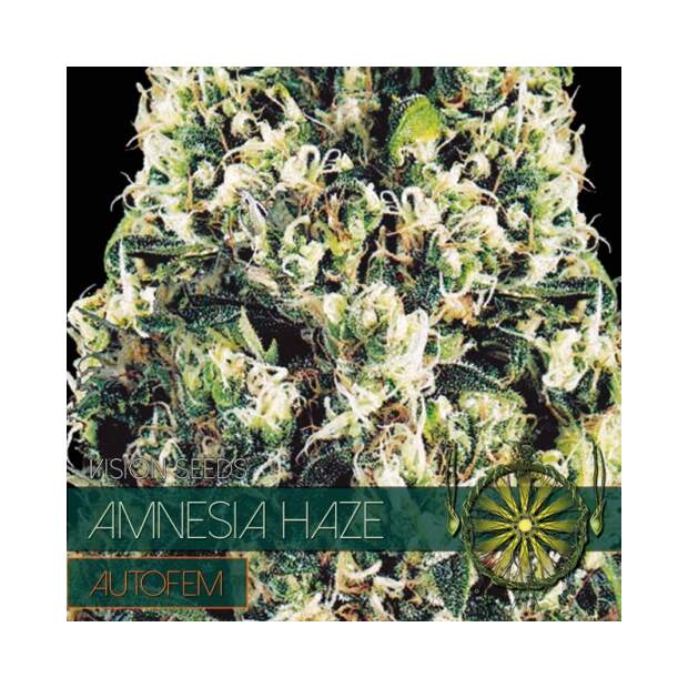 Vision Seeds Amnesia Haze Auto