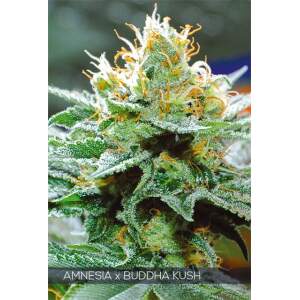 Vision Seeds Amnesia X Buddha Kush