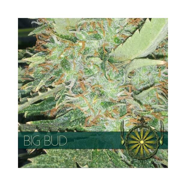 Vision Seeds Big Bud