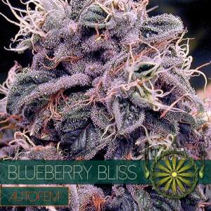 Vision Seeds Blueberry Bliss Auto