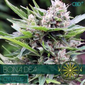 Vision Seeds Bona Dea - CBD+