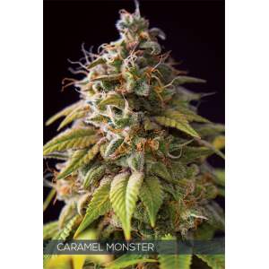 Vision Seeds Caramel Monster