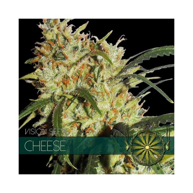 Vision Seeds Cheese