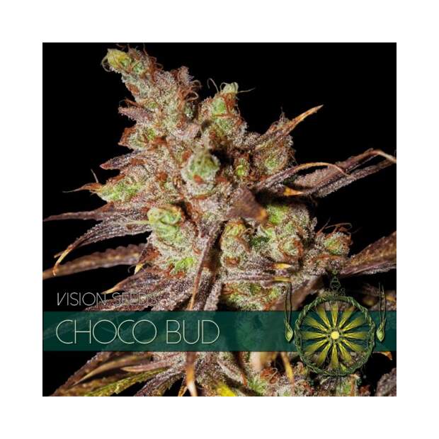 Vision Seeds Choco Bud