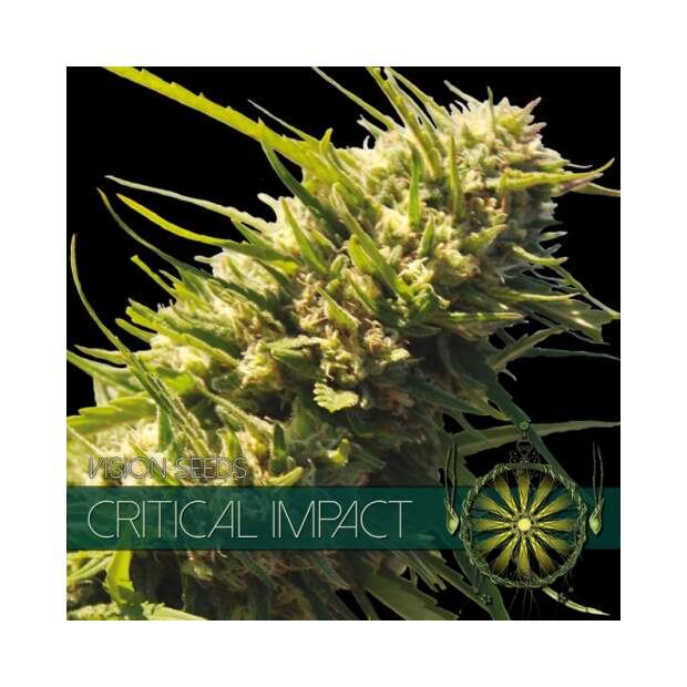 Vision Seeds Critical Impact