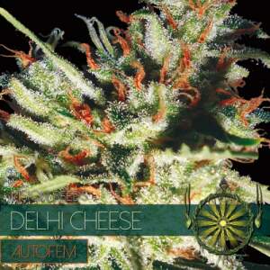 Vision Seeds Delhi Cheese Auto