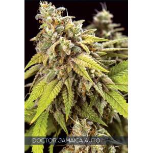 Vision Seeds Doctor Jamaica Auto
