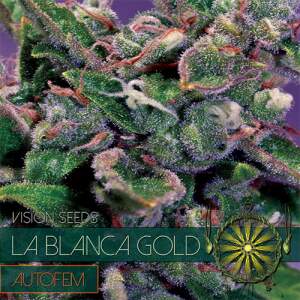 Vision Seeds La Blanca Gold Auto