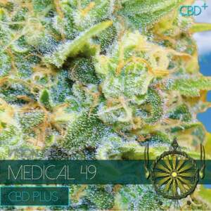 Vision Seeds Medical 49 - CBD+